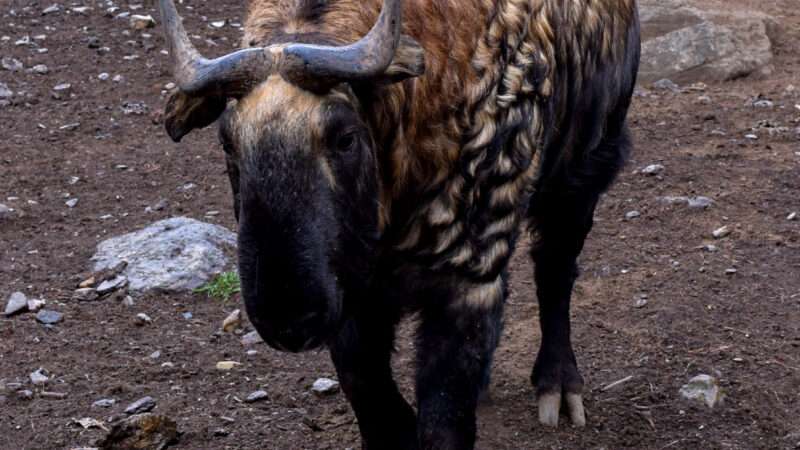 Takin National Animal of Bhutan