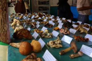 Mushroom Festival in Genekha