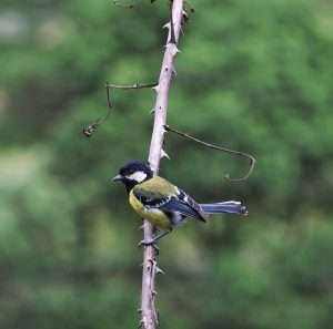 Bhutan Birding Tours