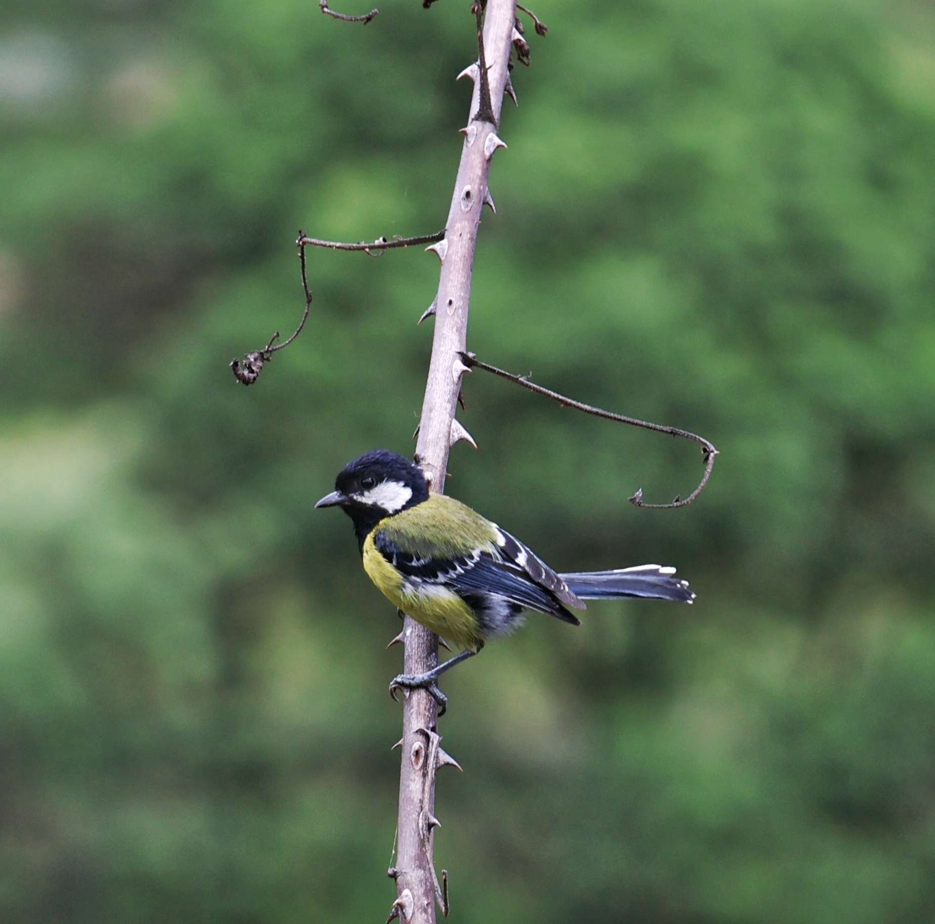 Bhutan Birding Tours