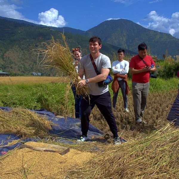 Beating the rice on the way to Chimmi Lhakhang