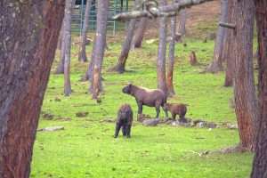 Takin - National Animal of Bhutan