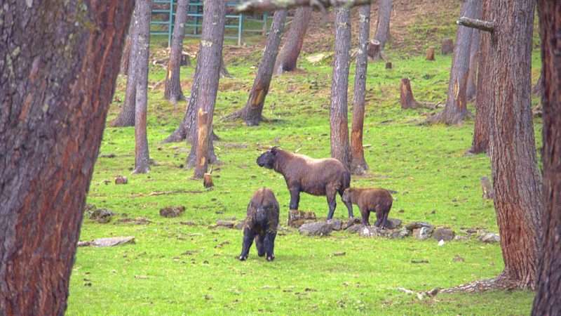 Takin - National Animal of Bhutan