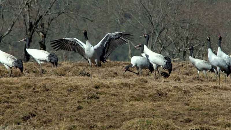 Blacked Necked Crane