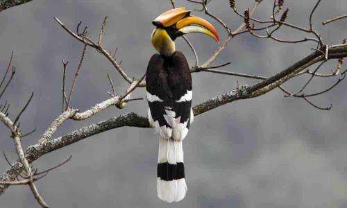 Bird watching across Bhutan
