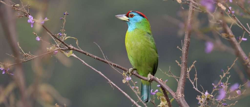 Blue Throated Barbet