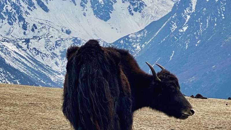 Offbeat to Laya
