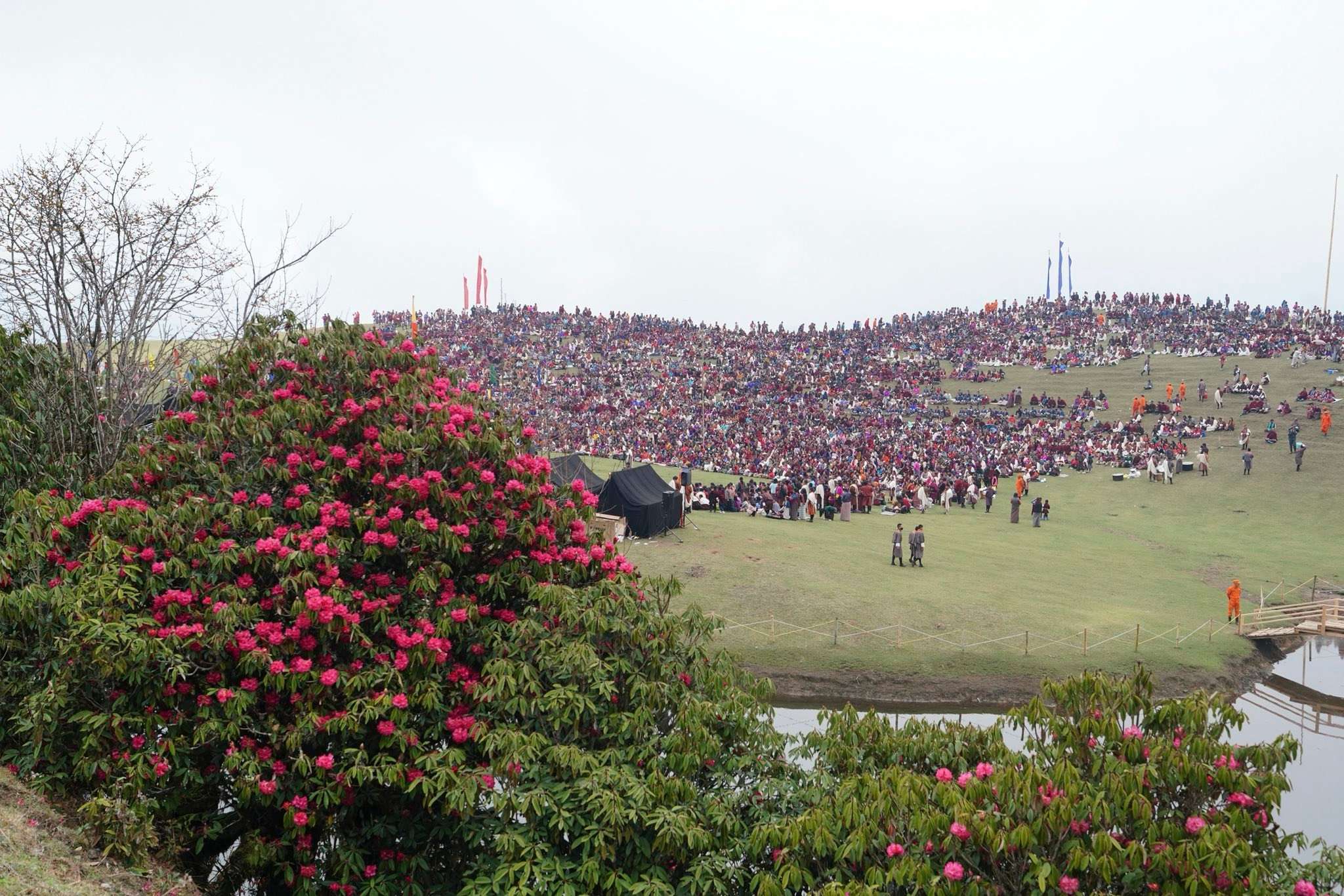 Rhododendron Festival in Merak