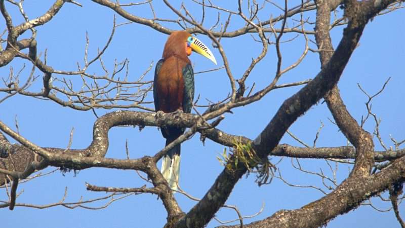 Birding across Bhutan