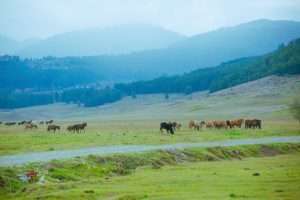 Facts You Must Know About Bhutan: A Complete Guide for First-Time Visitors