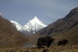 Trekking in Bhutan: A Guide to the Kingdom’s Most Scenic Hiking Routes